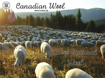 Canadian sheep in the mountains of British Columbia - Photo courtesy of Aveley Ranch - Vavenby, BC